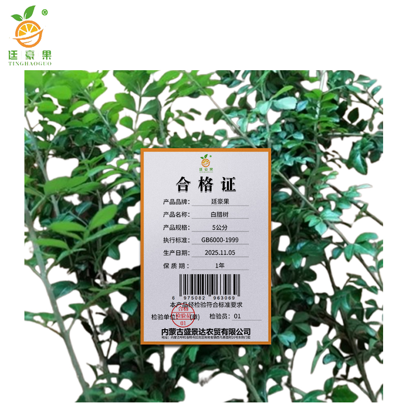 廷豪果 白腊树 5公分 /棵高清大图