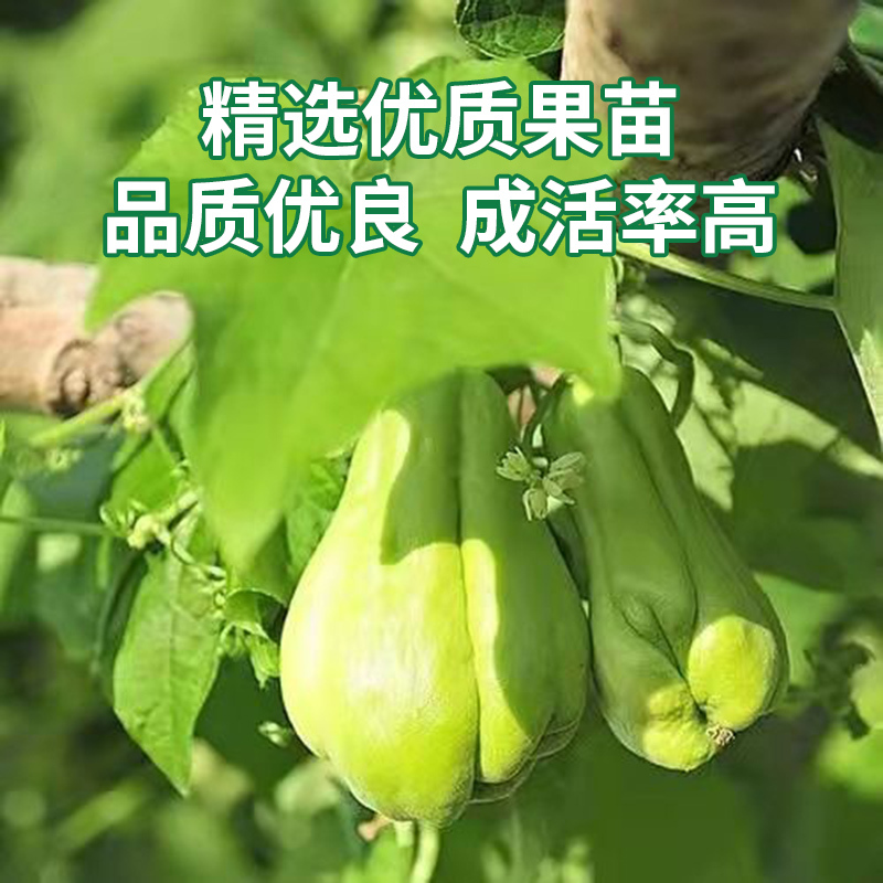 佛手瓜种苗带土种子蔬菜苗龙须菜种瓜苗子带土带芽福寿瓜高清大图