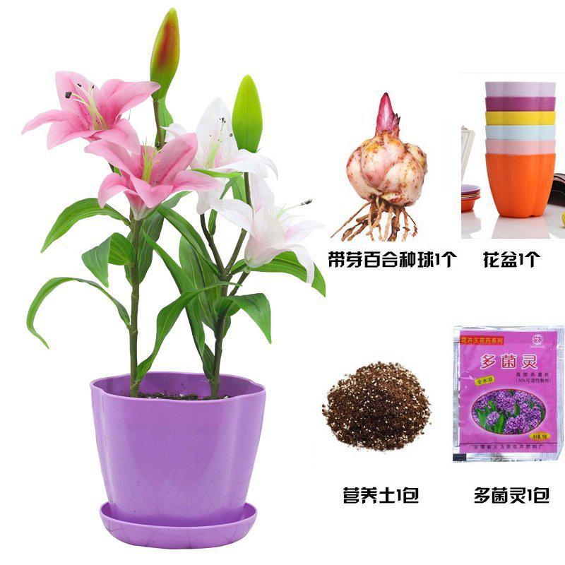 诗樱园艺用品带芽香水百合种球进口大球室内绿植花苗阳台送养殖工具盆栽套餐 价格图片品牌报价 苏宁易购绿植园艺苏宁自营旗舰店