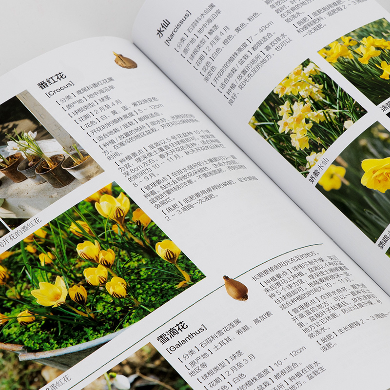 [醉染正版]球根花卉趣生活 植物盆栽花卉种植盆景园艺花艺养花书籍日本人气庭院设计师绿植墙阳台花园打造盆景种植与养护球根植高清大图
