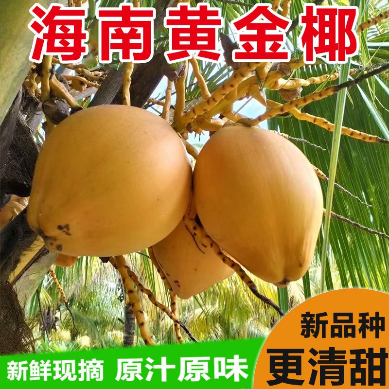 [西沛生鲜]海南黄金椰子 热带椰子 2个装 整箱 热带特产 西沛