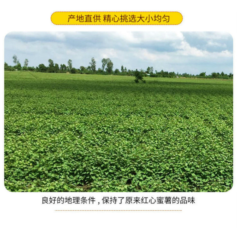 [江苏乡村振兴][财政集采][灌南]灌农现挖紫薯10斤