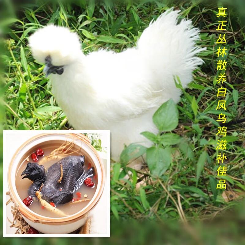 泓花会生鲜谷物散养新鲜乌鸡900克*1只(送1只参+1包料)C高清大图