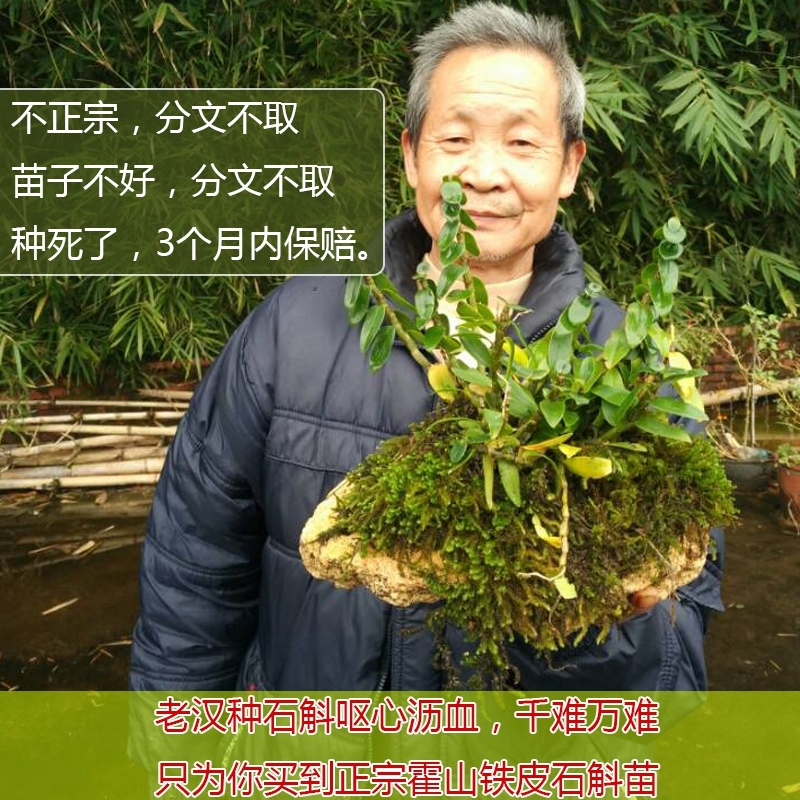 铁皮石斛苗3丛盆栽室内 林下办公室野外种植食用清仓植物石斛绿植