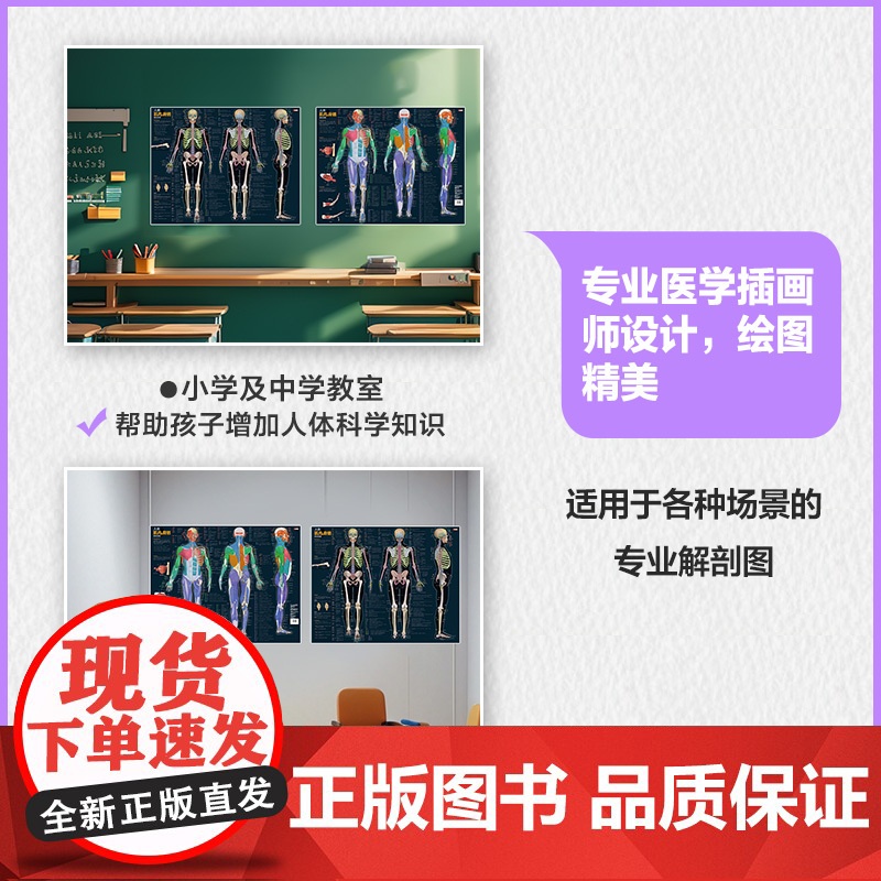 人体肌肉与骨骼解剖挂图 人邮体育解剖图谱编写组 人民邮电出版社 正版书籍高清大图