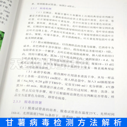 [醉染正版]甘薯高产高效栽培十大关键技术优质高产甘薯绿色高产高效种植技术种植业甘薯育苗方法地瓜高效栽培管理紫薯栽培技术大高清大图