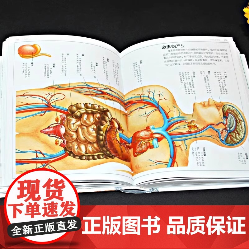 精装升级版DK人体百科全书海量图片揭秘我们的身体骨骼结构图解以文字为孩子探索认识人体科普打开兴趣四五年级课外书读绘本高清大图