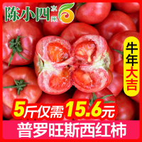 普罗旺斯西红柿 净5斤 单果80-150g 新鲜水果 新鲜蔬菜 陈小四水果 自然熟沙瓤 大番茄生吃洋柿