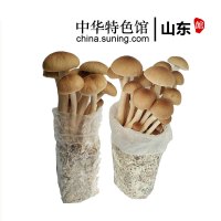 【中华特色】山东馆 阚泽海 茶树菇菌包食用菌棒菌包 菌种种子 蘑菇多肉 家庭阳台蘑菇养殖菌包 华东