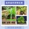 野生石菖蒲水培盆景附龙根 鱼缸养龟挺水培草滤水老桩盆栽绿植物 10根