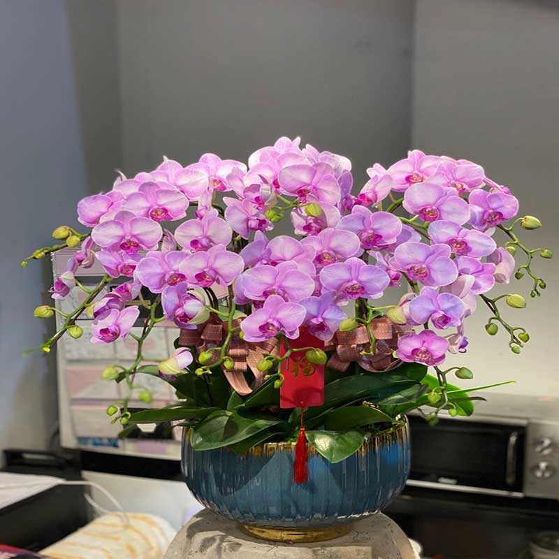 环孤 蝴蝶兰带花盆栽 蒸蒸日上-8株 (单位:盆)高清大图