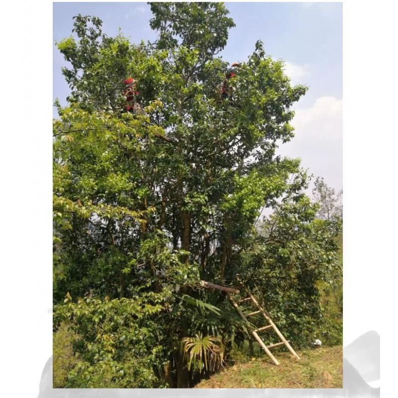 2020年困鹿山野生古树红滇红茶花果香云南凤庆浓香型红茶茶叶