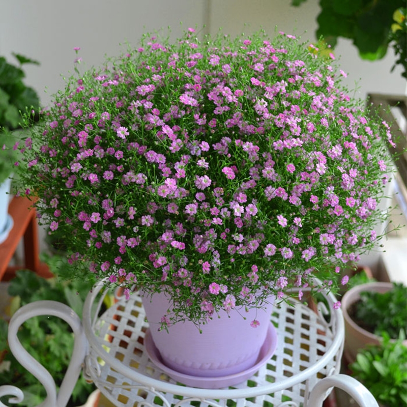 回固满天星种子四季易活开花不断植物盆栽室内外阳台花毛茛花卉花种籽