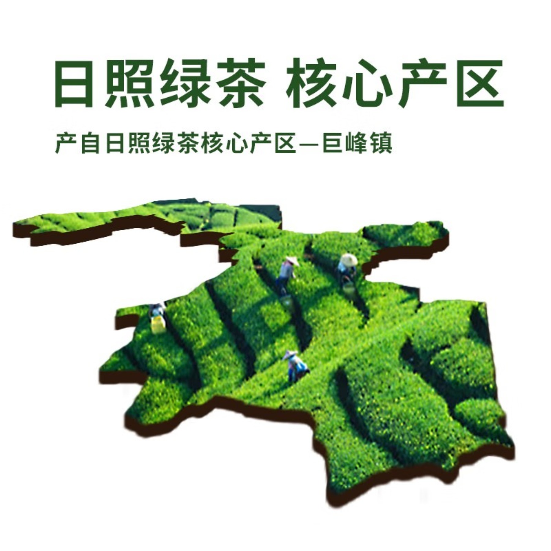 东客集(DongKeJi)日照绿茶2025新茶百满有机绿茶浓香型板栗香一级500g高清大图