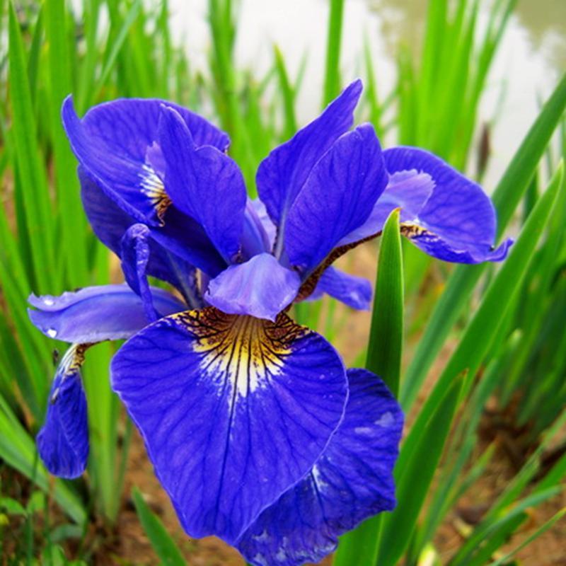 哆啦园艺水生鸢尾盆栽球根花卉水生植物花鸢尾蓝花鸢尾种子菖蒲绿化