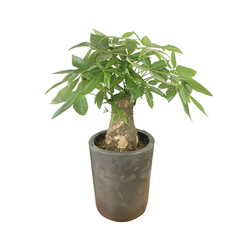 发财树盆栽高80-90CM绿植摆件