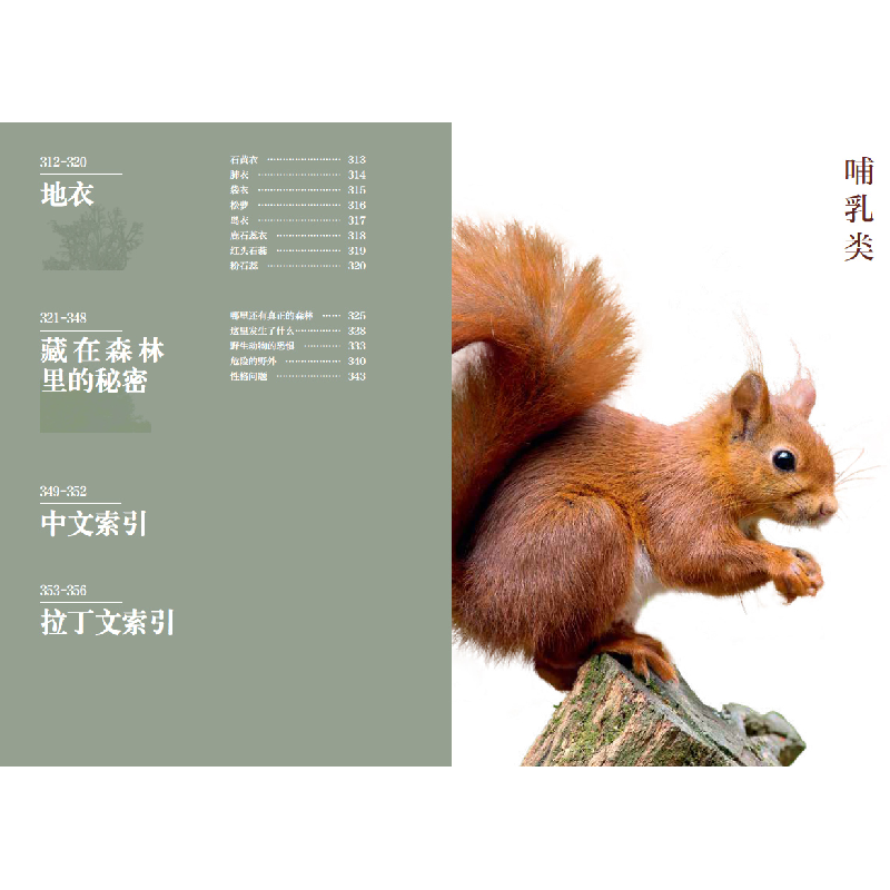 醉染图书森林的奇妙指南97871224087高清大图