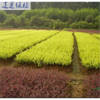 绿植绿植庭院别墅小区道路绿化色带苗木金叶女贞苗金叶小苗心雪梅苗10-15厘米高苗20cm(含)-30cm(不