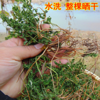 2018大别山区野生一朵云小春花 独脚金鸡 阴地蕨 蛇不见 1斤