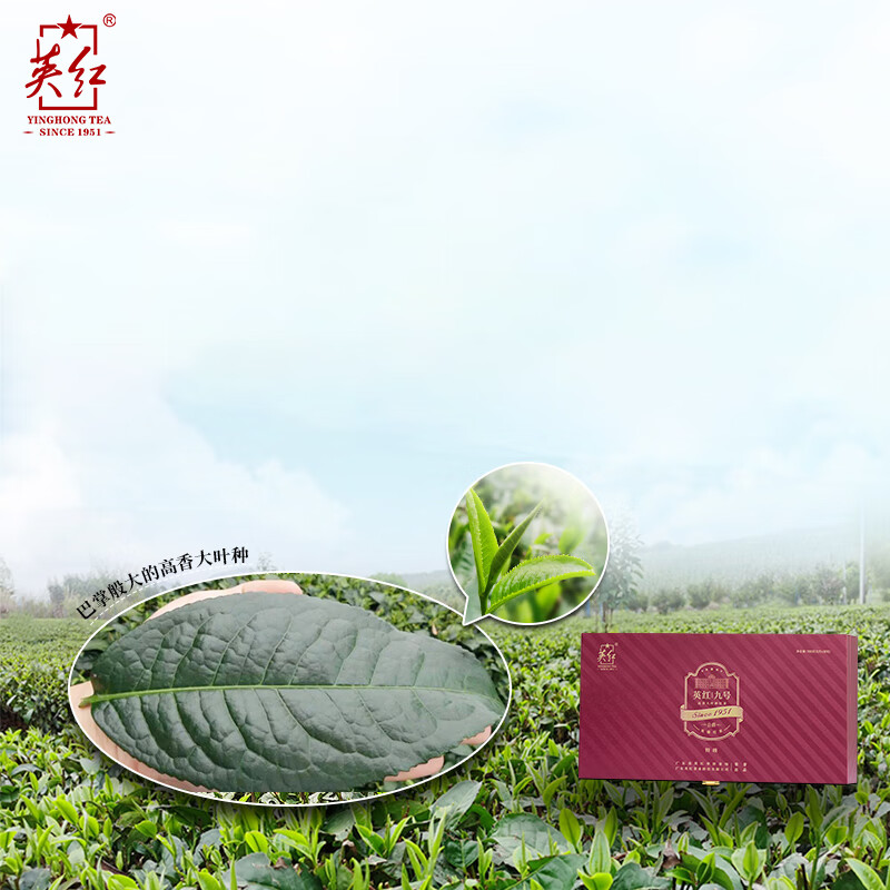英红 英德红茶 特级2024明前春茶 180g 公爵九号盒装 400*210*70mm高清大图