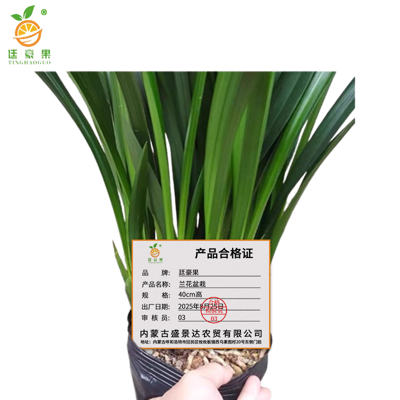 廷豪果 兰花盆栽 40cm高 /盆高清大图