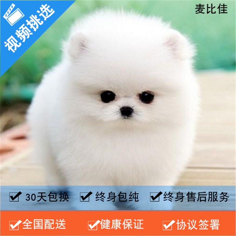 麦比佳 纯种哈多利系球体博美犬活体宠物 茶杯博美犬 日系俊杰双血统长不大的茶杯狗白色博美犬 赛级博美犬活体狗狗纯种博美犬高清大图