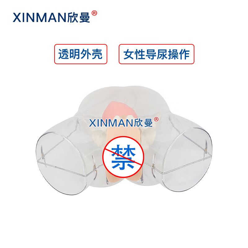 欣曼科教 高级透明女性导尿模型 女性透明导尿操作训练模拟人XM-H15高清大图
