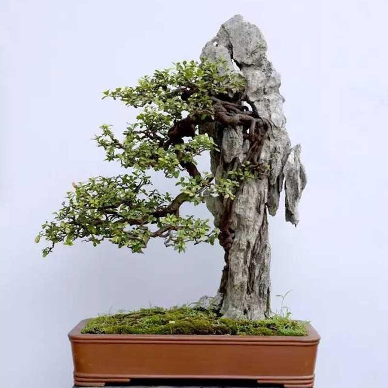 天然附树石鱼缸石造景盆景石鱼池假山石庭院原石奇石摆件景观石头1520