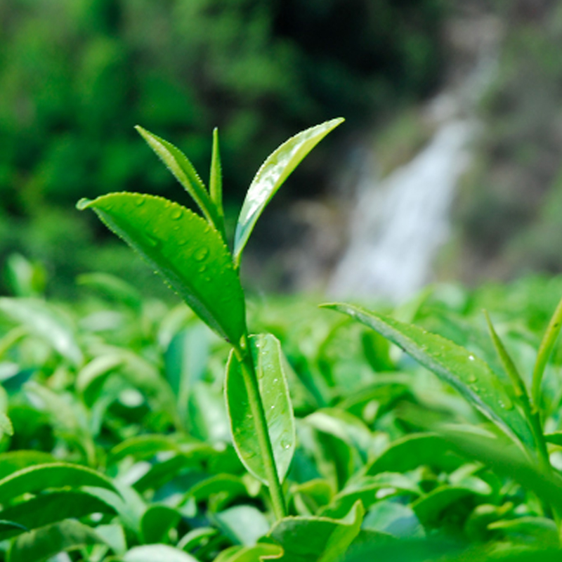 八马茶业(BAMA TEA)赛珍珠5800·安溪铁观音75克高清大图