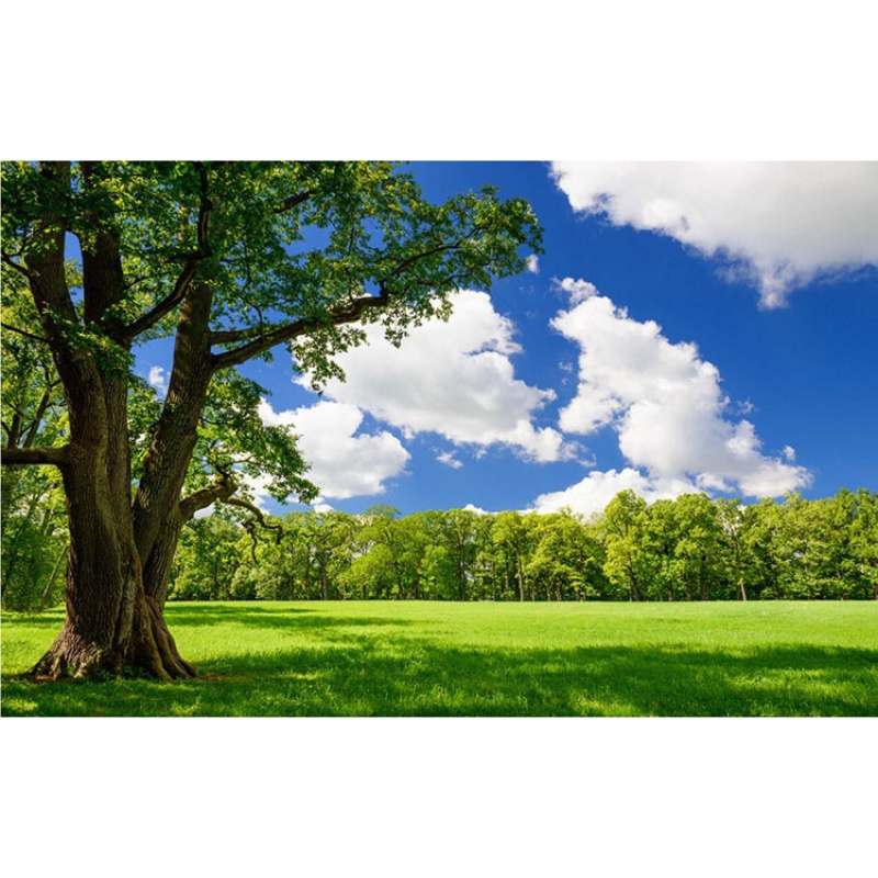 无缝大型3d立体树林风景画电视客厅背景装饰墙纸壁纸绿色护眼壹德壹