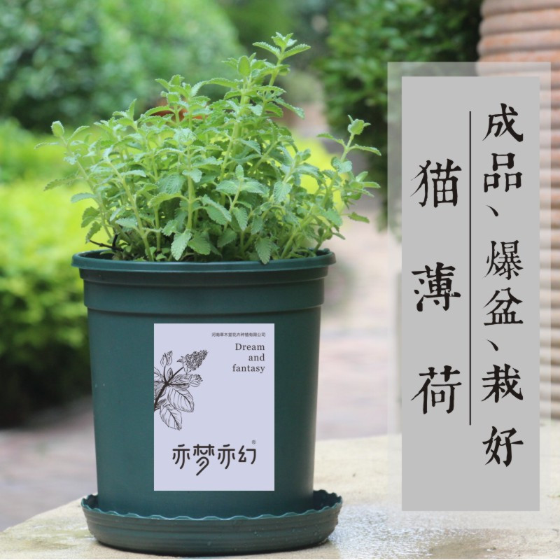 猫薄荷草盆栽猫零食去提神食用毛球化毛驱蚊猫草用品冷饮烧烤|成品猫薄荷带盆栽好发货 带盆栽好