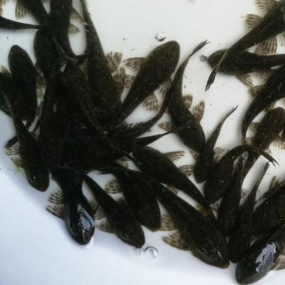 23厘米黑清道夫三条包活两条热带清洁工鱼鱼苗观赏鱼清道夫清理鱼缸的