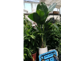 鹤望兰1.8米