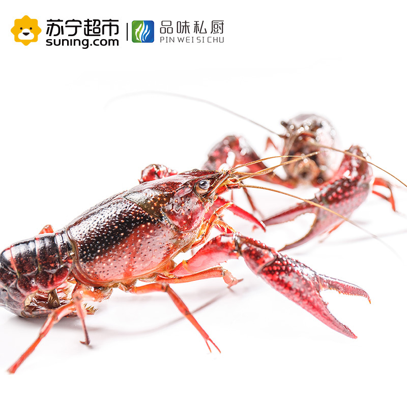 品味私厨 麻辣小龙虾 4-6钱/只 净虾1000g 31-40只