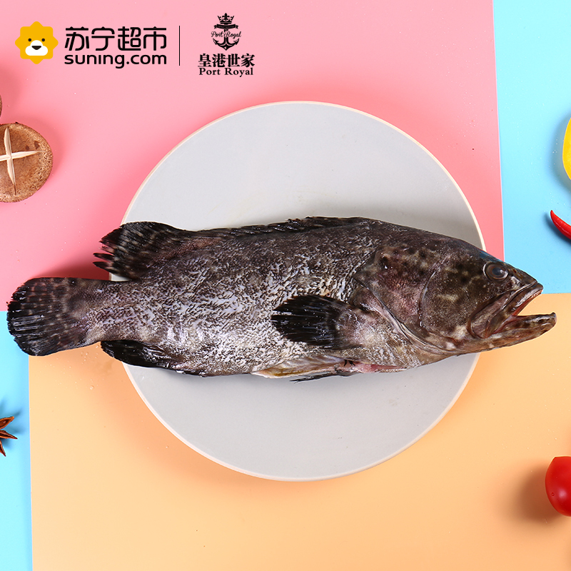 [活杀]皇港世家 活鲜水产 活杀海南青石斑鱼 1条