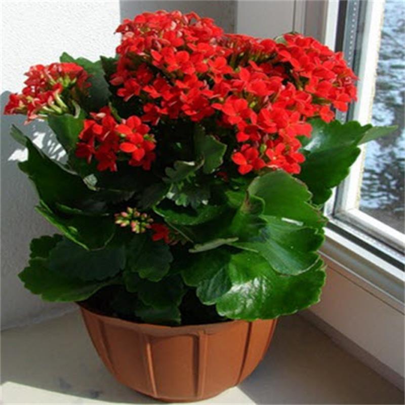 长寿花盆栽花卉重瓣花苗带花苞大植物室内四季开花不断新品种