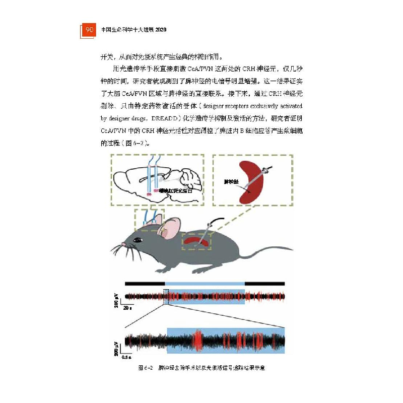 正版新书]中国生命科学十大进展 2020 生物科学中国科协生命科学高清大图