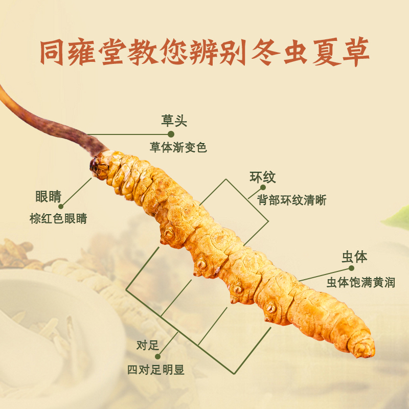 同雍堂冬虫夏草 虫草礼盒 3根/克 30根水晶管装 商务 送礼送父母长辈滋补品礼物 3根/克10克装