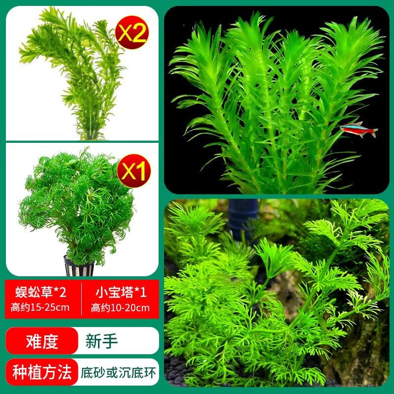 水草植物鱼缸造景莫斯阴性水榕沉木蜈蚣水培懒人增氧乌龟真草缸图片