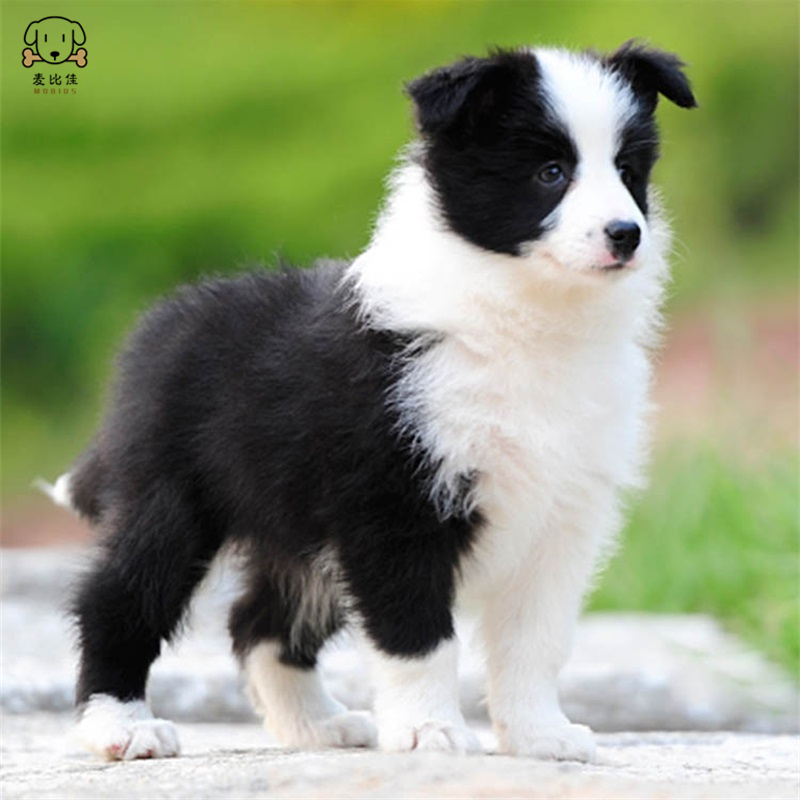 麦比佳 边境牧羊犬幼犬边牧狗活体纯种血统级中大型边牧犬大骨架三通七白通脖通背牧羊犬高智商宠物狗视频挑选高清大图