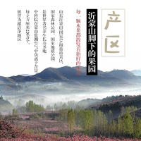 【砀山特产】新鲜黄桃罐头425g*6罐装 鲜桃生产儿童孕妇酸甜脆爽桃香诱人T6