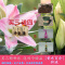 [买三送四]香水百合种球加仑盆塑料盆进口品种易种植好养护秋冬季应季上市包活包开花可选配可套餐自产自销