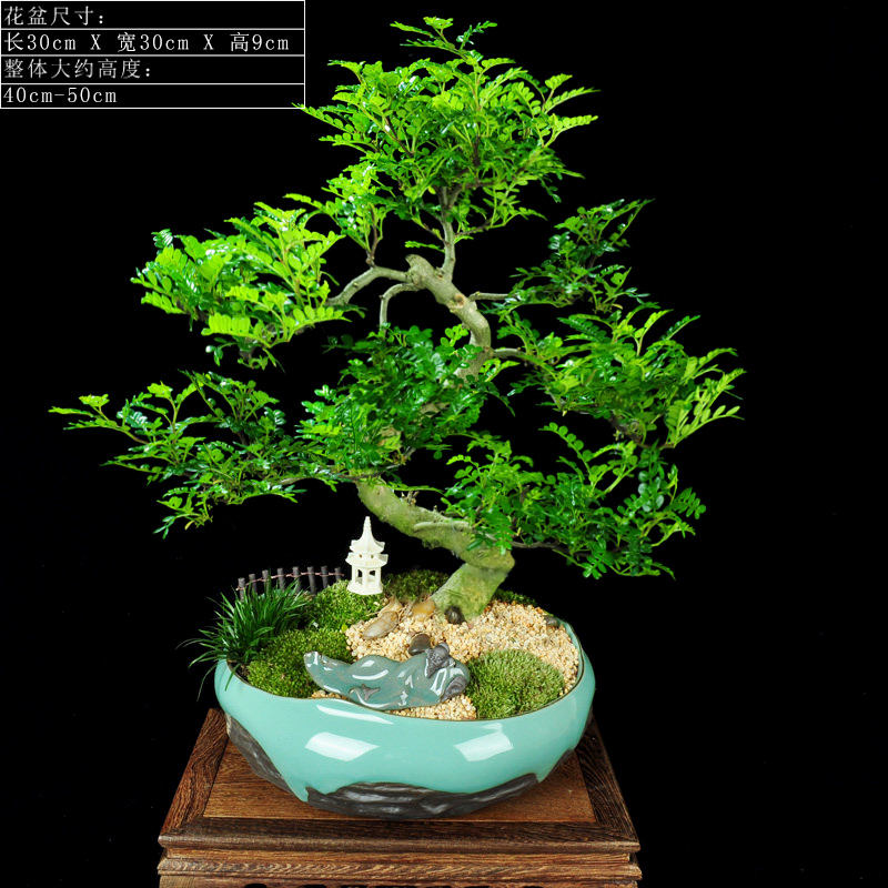 回固室内好养花卉清香木屋内绿植盆栽苗四季常青盆景客厅花驱蚊植物亭缘诗意清香型 卧躺李白带盆栽好图片 高清实拍大图 苏宁易购