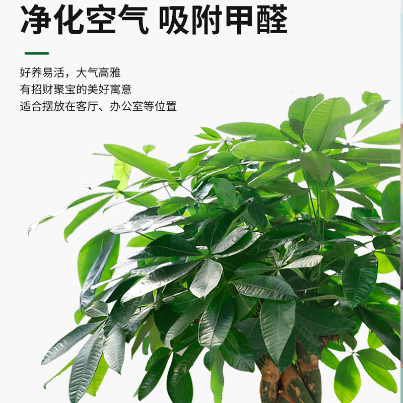 辫子发财树盆栽独杆大发财树步步高发财树幸福树大型绿植招财进宝