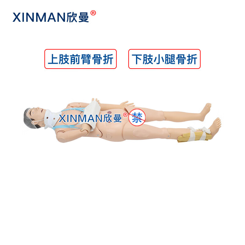 欣曼科教 四肢骨折固定训练模拟人 上肢前臂骨折 下肢小腿骨折XM-GZ800高清大图