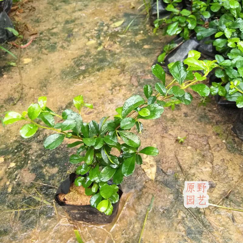 NNR 福建茶树苗 ZY-GF8723高清大图