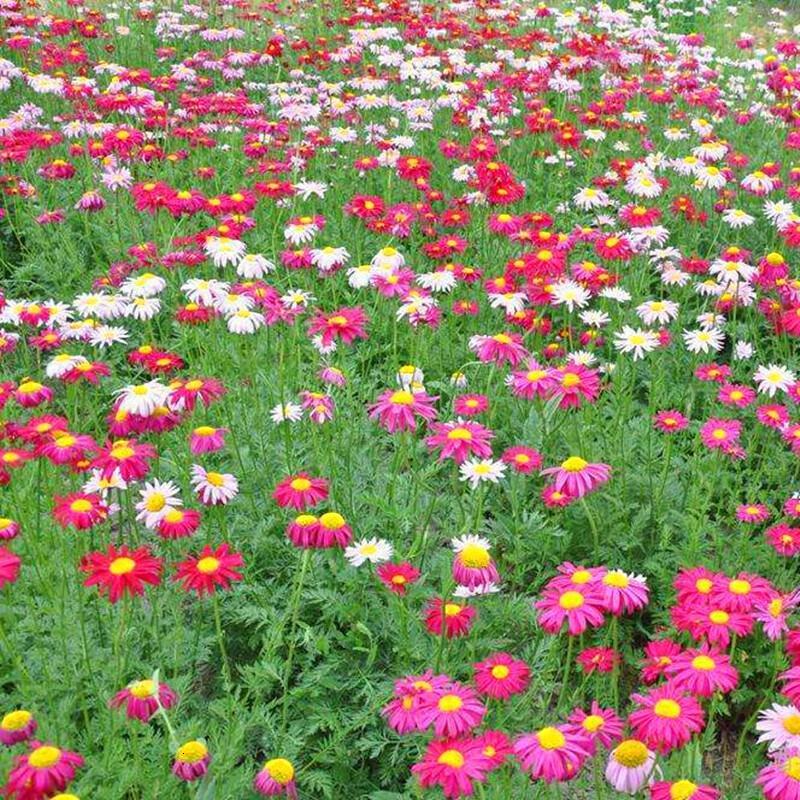 除虫菊四季室外多年生花种子庭院花草户外宿根花籽耐热草花家庭盆栽