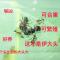 小莫蚁馆 伊大头蚁 宠物蚂蚁 科普教育 家园 蚂蚁工坊生日礼物 1后20-30工