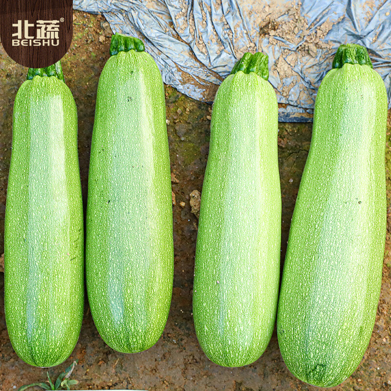 西葫芦种子 20粒/袋高清大图
