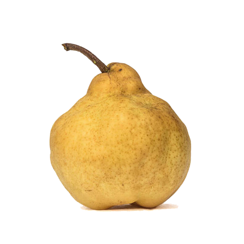 [苏鲜生]山东中华丑梨 泡沫箱 净重3斤 中果 单果75-80mm 单果中华太婆梨莱阳现摘啤梨软梨子新鲜高清大图